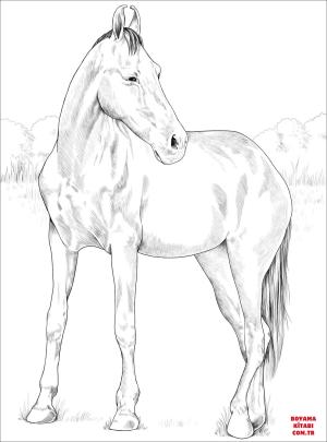 At boyama sayfası, Horse coloring page, , horses marwari mare 