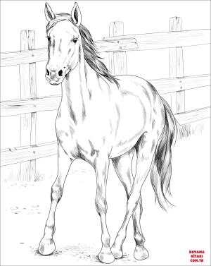 At boyama sayfası, Horse coloring page, , horses kiger mustang 