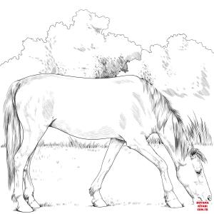 At boyama sayfası, Horse coloring page, , horses criollo horse 