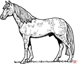 At boyama sayfası, Horse coloring page, , horses appaloosa horse 