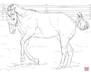 At boyama sayfası, Horse coloring page, , horses bucking horse 