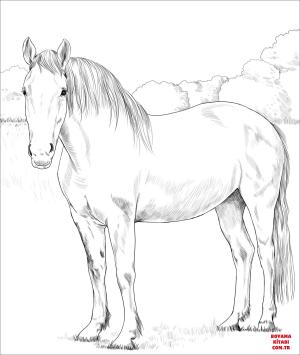 At boyama sayfası, Horse coloring page, , horses irish draught horse 