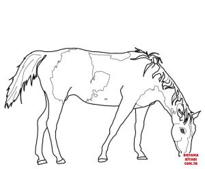 At boyama sayfası, Horse coloring page, , horses paint horse grazing 