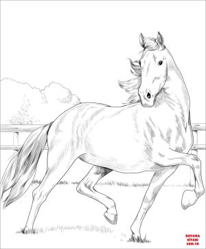 At boyama sayfası, Horse coloring page, , horses hackney horse 