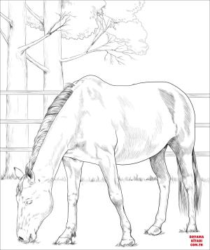 At boyama sayfası, Horse coloring page, , horses danish warmblood horse 