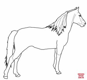 At boyama sayfası, Horse coloring page, , horses morgan horse 