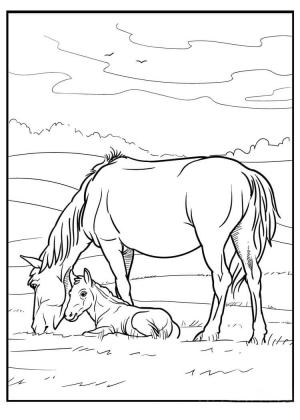 At boyama sayfası, Horse coloring page, Anne At ve Bebek At, 