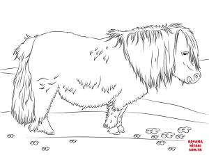 At boyama sayfası, Horse coloring page, , horses cute shetland pony 