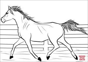 At boyama sayfası, Horse coloring page, , horses arabian mare 