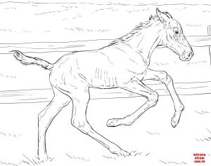 At boyama sayfası, Horse coloring page, , horses bucking foal 