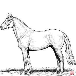 At boyama sayfası, Horse coloring page, , horses horse stallion 