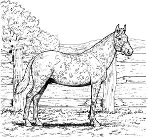 At boyama sayfası, Horse coloring page, , horses appaloosa horse with leopard spotted coat 