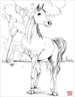 At boyama sayfası, Horse coloring page, , horses egyptian arabian 