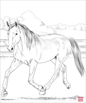 At boyama sayfası, Horse coloring page, , horses dutch warmblood horse 