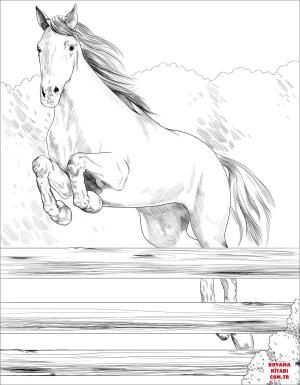 At boyama sayfası, Horse coloring page, , horses irish sport horse 