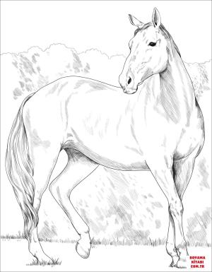 At boyama sayfası, Horse coloring page, , horses heavy warmblood mare 