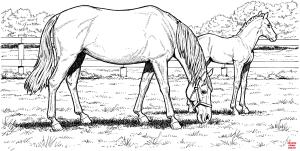 At boyama sayfası, Horse coloring page, , horses grazzing mare horse and filly 