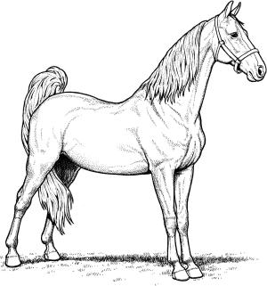 At boyama sayfası, Horse coloring page, , horses american saddlebred mare horse 