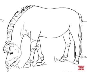 At boyama sayfası, Horse coloring page, , horses norwegian fjord horse 