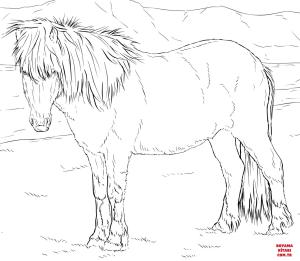 At boyama sayfası, Horse coloring page, , horses icelandic horse 