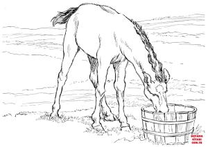 At boyama sayfası, Horse coloring page, , horses horse colt drinks water 