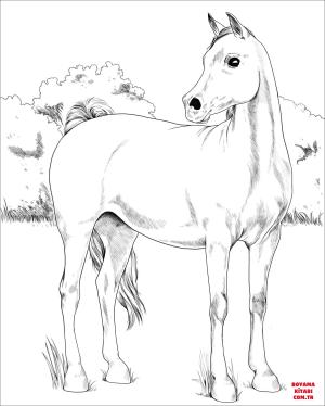 At boyama sayfası, Horse coloring page, , horses arabian horse 