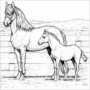 At boyama sayfası, Horse coloring page, Elle Beraber Anne At ve Bebek At, 