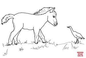 At boyama sayfası, Horse coloring page, , horses miniature horse foal and bird 