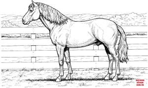 At boyama sayfası, Horse coloring page, , horses horse stands at fence 