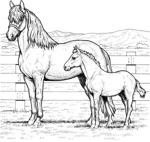 At boyama sayfası, Horse coloring page, , horses mare and colt 