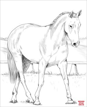 At boyama sayfası, Horse coloring page, , horses australian stock horse 