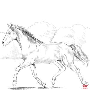 At boyama sayfası, Horse coloring page, , horses holsteiner horse 