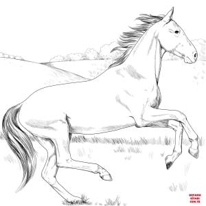 At boyama sayfası, Horse coloring page, , horses akhal teke horse 