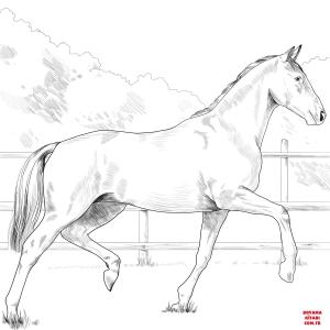 At boyama sayfası, Horse coloring page, , horses oldenburg horse 