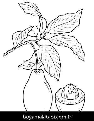 Avokado boyama sayfası 50310,  coloring page, 
