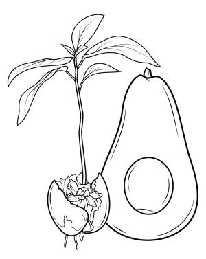 Avokado boyama sayfası,  coloring page, Avokado ve onun filizi, 