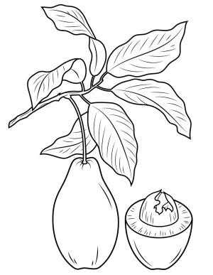 Avokado boyama sayfası,  coloring page, avokado 3, 