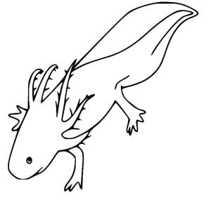 Axolotl boyama sayfası,  coloring page, Büyük aksolotl saklandı., 