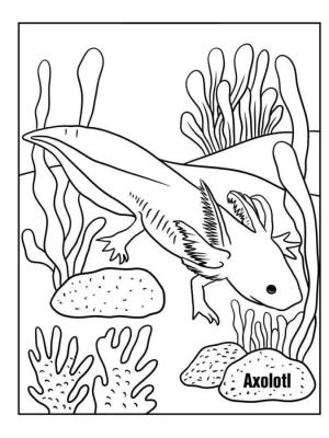 Axolotl boyama sayfası,  coloring page, Axolotl dibe saklandı., 