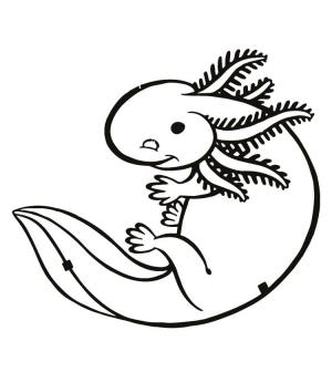 Axolotl boyama sayfası,  coloring page, Axolotl bir şeylerin peşinde, 