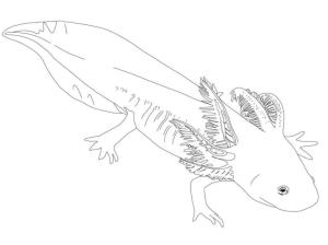 Axolotl boyama sayfası,  coloring page, Dev Axolotl, 