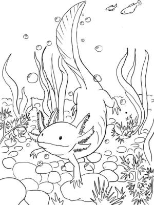 Axolotl boyama sayfası,  coloring page, Yüzen Axolotl, 