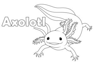 Axolotl boyama sayfası,  coloring page, Axolotl boyama sayfası, 