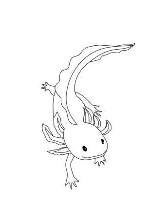 Axolotl boyama sayfası,  coloring page, Axolotl boyama sayfası 2, 