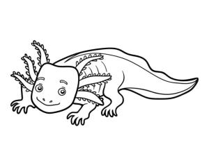 Axolotl boyama sayfası,  coloring page, Nazik bir bakışa sahip Axolotl, 