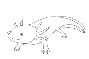 Axolotl boyama sayfası,  coloring page, Axolotl boyama sayfası. 2, 