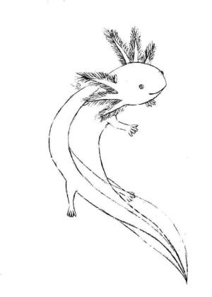 Axolotl boyama sayfası,  coloring page, Yemyeşil solungaçlı aksolotl., 