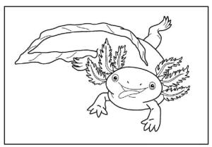 Axolotl boyama sayfası,  coloring page, Axolotl 1, 