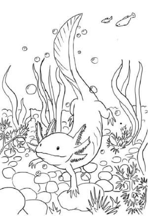 Axolotl boyama sayfası,  coloring page, Axolotl balıkların arasında yüzüyor., 