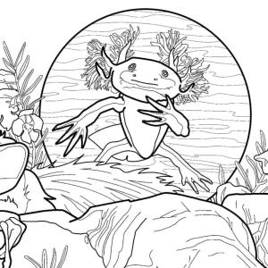 Axolotl boyama sayfası,  coloring page, Axolotl boyama sayfası 1, 